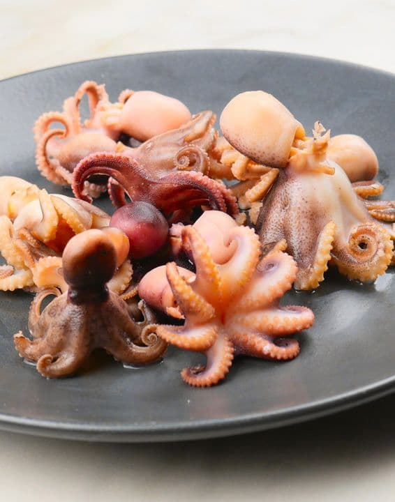 Baby Octopus