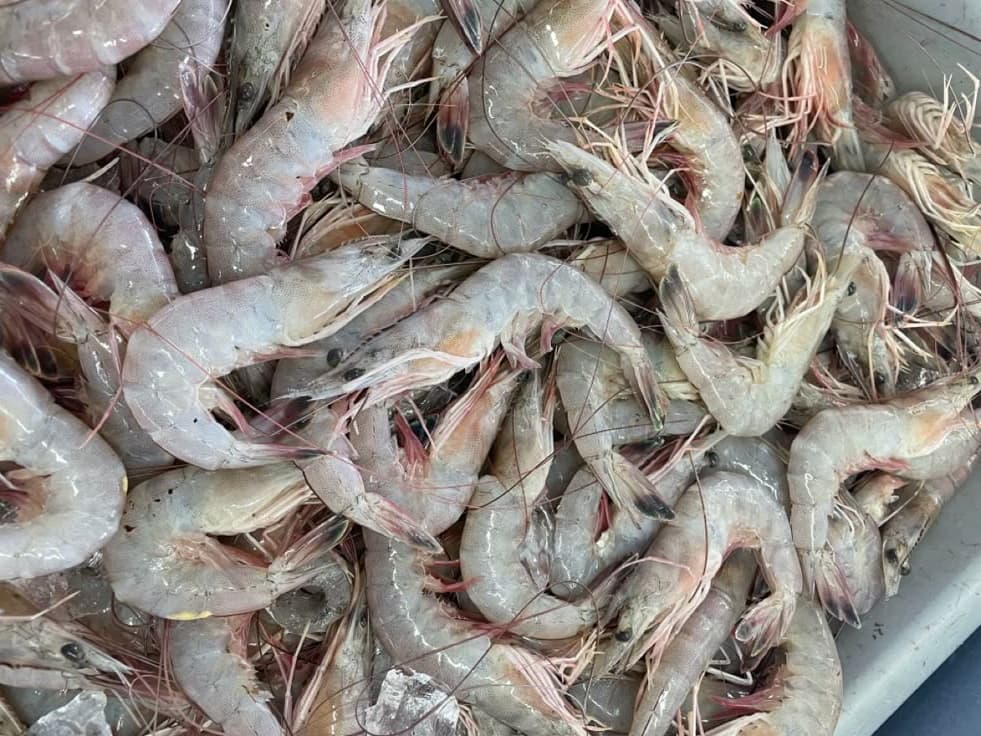 Frozen Vannamei Shrimp
