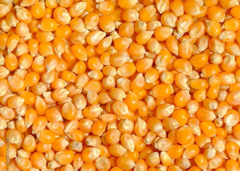 Sweet Corn Kernels